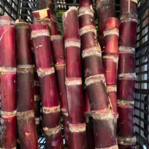 Sugarcane
