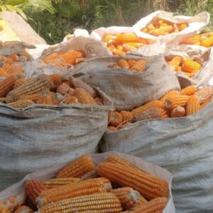 Yellow Maize